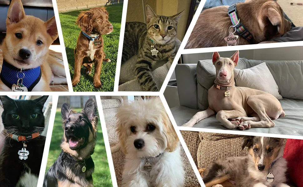 personalized-engraved-pet-id-name-cat-dog-pet-id-anti-lost-tag-pendant-for-cat-puppy-dog-collar-tag-keyring-bone-pet-accessories